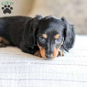 Brooklyn, Dachshund Puppy