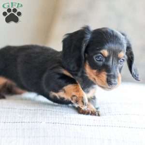 Brooklyn, Dachshund Puppy