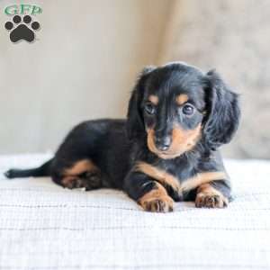 Brooklyn, Dachshund Puppy