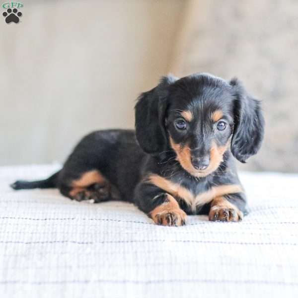 Brooklyn, Dachshund Puppy