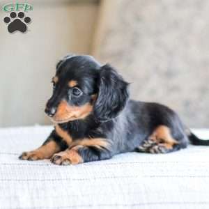 Brooklyn, Dachshund Puppy