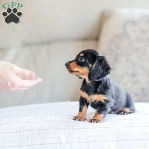 Brooklyn, Dachshund Puppy