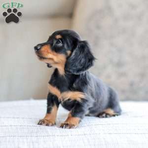 Brooklyn, Dachshund Puppy