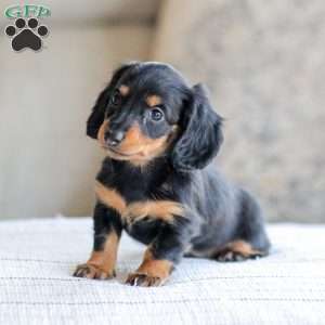 Brooklyn, Dachshund Puppy