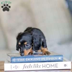 Brooklyn, Dachshund Puppy