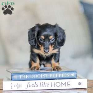 Brooklyn, Dachshund Puppy