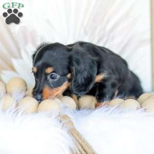 Brooklyn, Dachshund Puppy