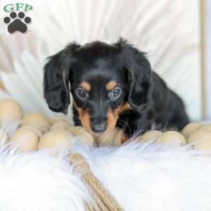 Brooklyn, Dachshund Puppy