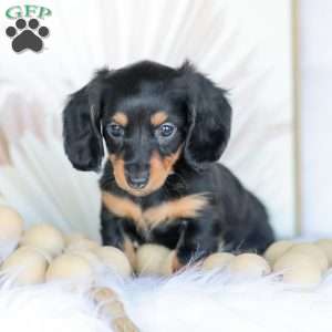 Brooklyn, Dachshund Puppy