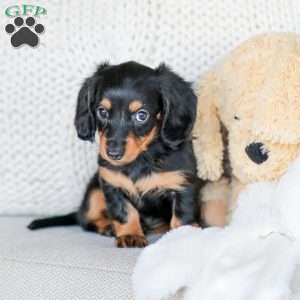 Brooklyn, Dachshund Puppy