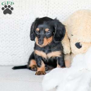 Brooklyn, Dachshund Puppy