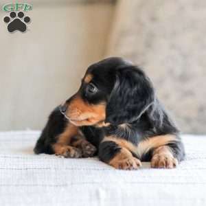 Boone, Dachshund Puppy