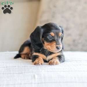 Boone, Dachshund Puppy