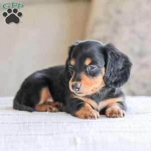 Boone, Dachshund Puppy