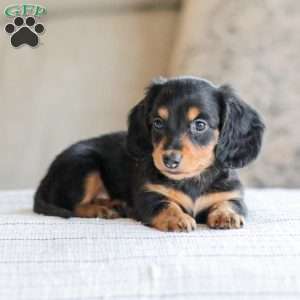 Boone, Dachshund Puppy