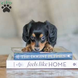 Boone, Dachshund Puppy