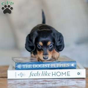 Boone, Dachshund Puppy