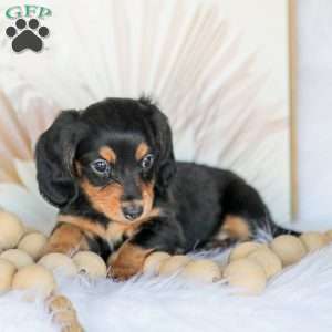 Boone, Dachshund Puppy