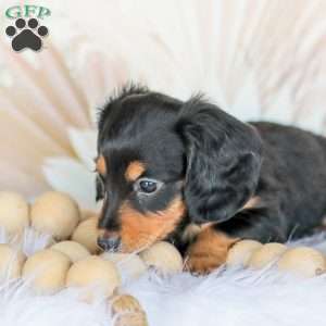 Boone, Dachshund Puppy