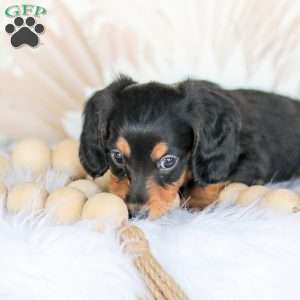 Boone, Dachshund Puppy