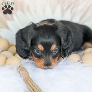 Boone, Dachshund Puppy