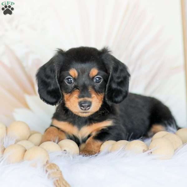 Boone, Dachshund Puppy