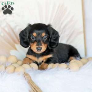 Boone, Dachshund Puppy