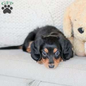 Boone, Dachshund Puppy