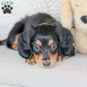 Boone, Dachshund Puppy