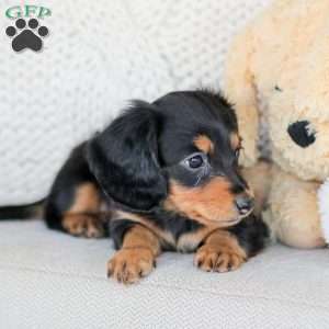 Boone, Dachshund Puppy