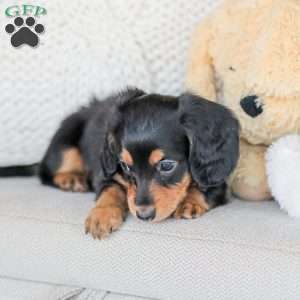 Boone, Dachshund Puppy