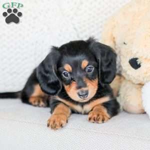 Boone, Dachshund Puppy