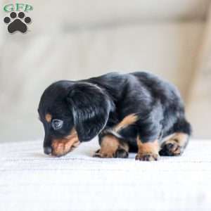 Boyd, Dachshund Puppy