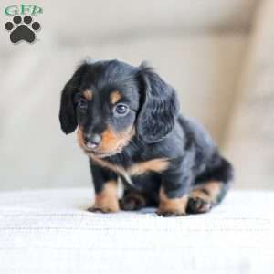 Boyd, Dachshund Puppy