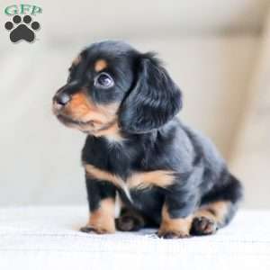 Boyd, Dachshund Puppy