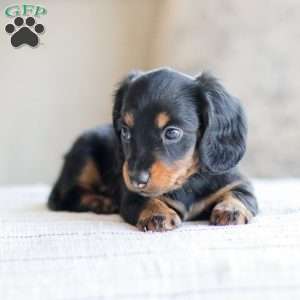 Boyd, Dachshund Puppy