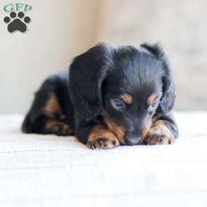 Boyd, Dachshund Puppy