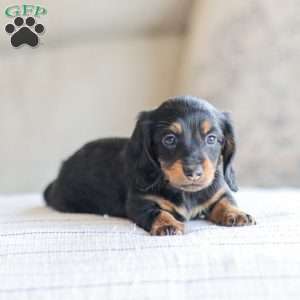 Boyd, Dachshund Puppy