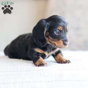 Boyd, Dachshund Puppy