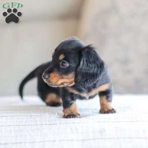 Boyd, Dachshund Puppy