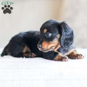 Boyd, Dachshund Puppy