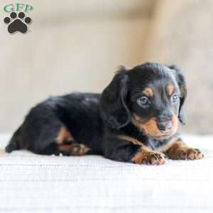 Boyd, Dachshund Puppy