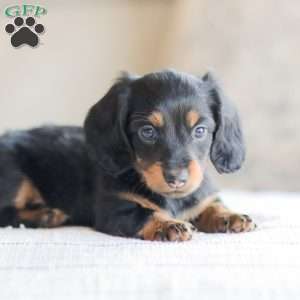 Boyd, Dachshund Puppy