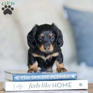 Boyd, Dachshund Puppy