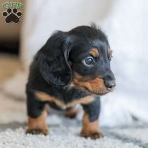 Boyd, Dachshund Puppy