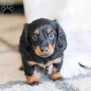 Boyd, Dachshund Puppy