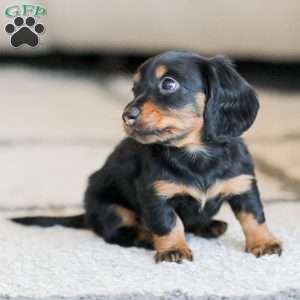 Boyd, Dachshund Puppy