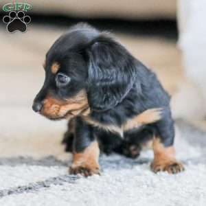 Boyd, Dachshund Puppy