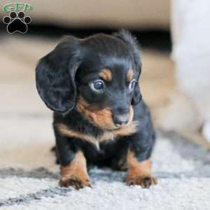 Boyd, Dachshund Puppy