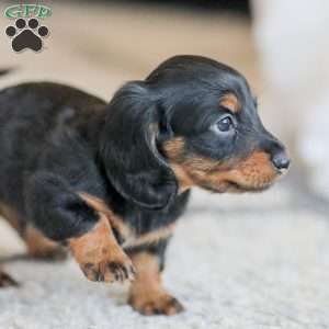 Boyd, Dachshund Puppy